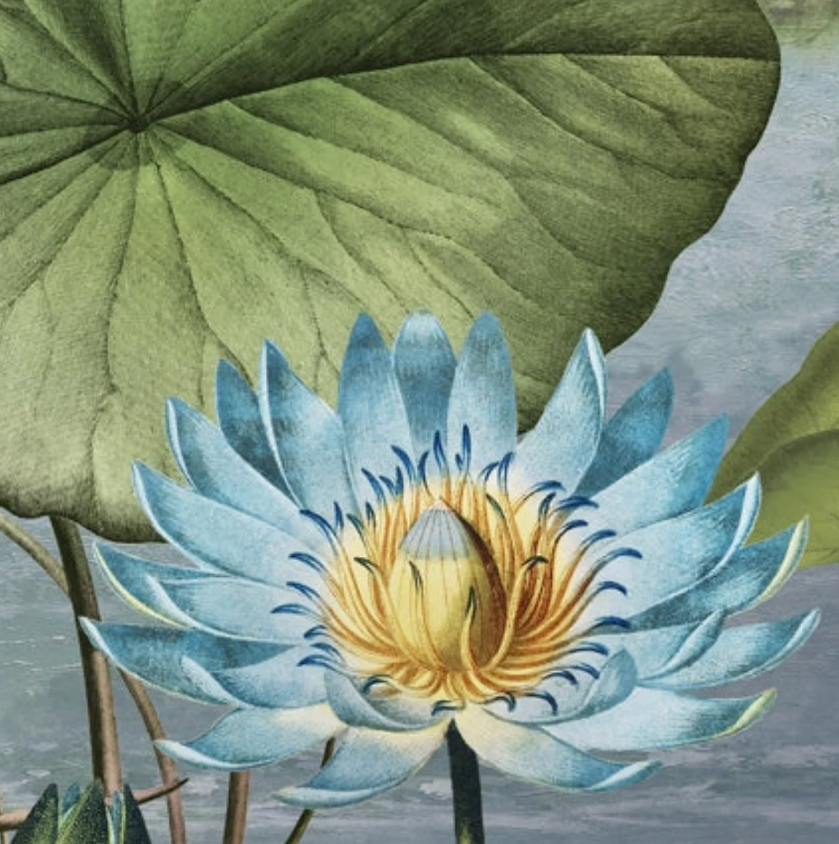 'Lotus Leaves Tropical' Wallpaper - Image 4