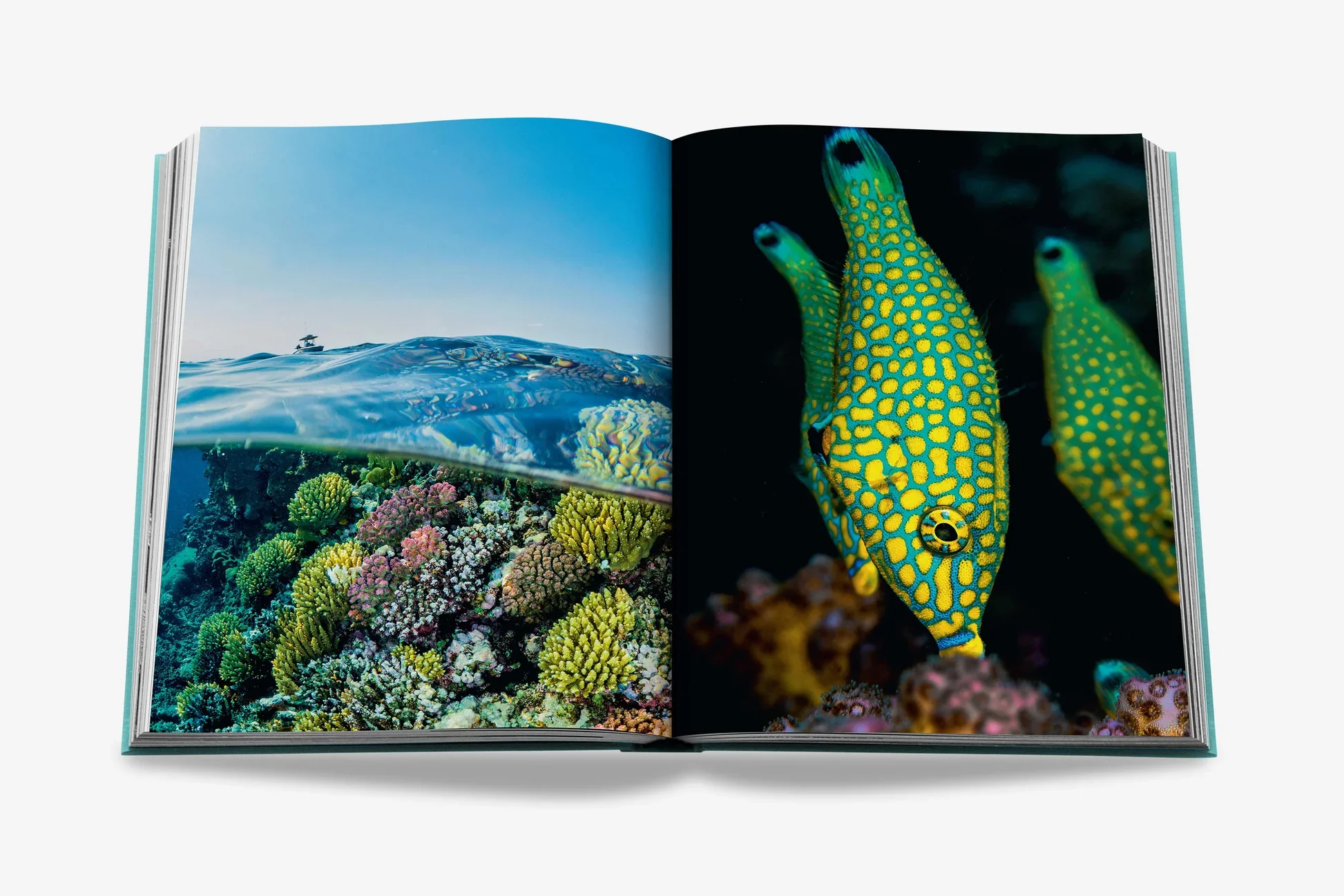Red Sea: The Saudi Coast - Image 8